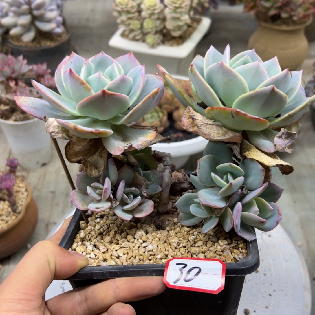 30白凤有砍28 零零多肉植物