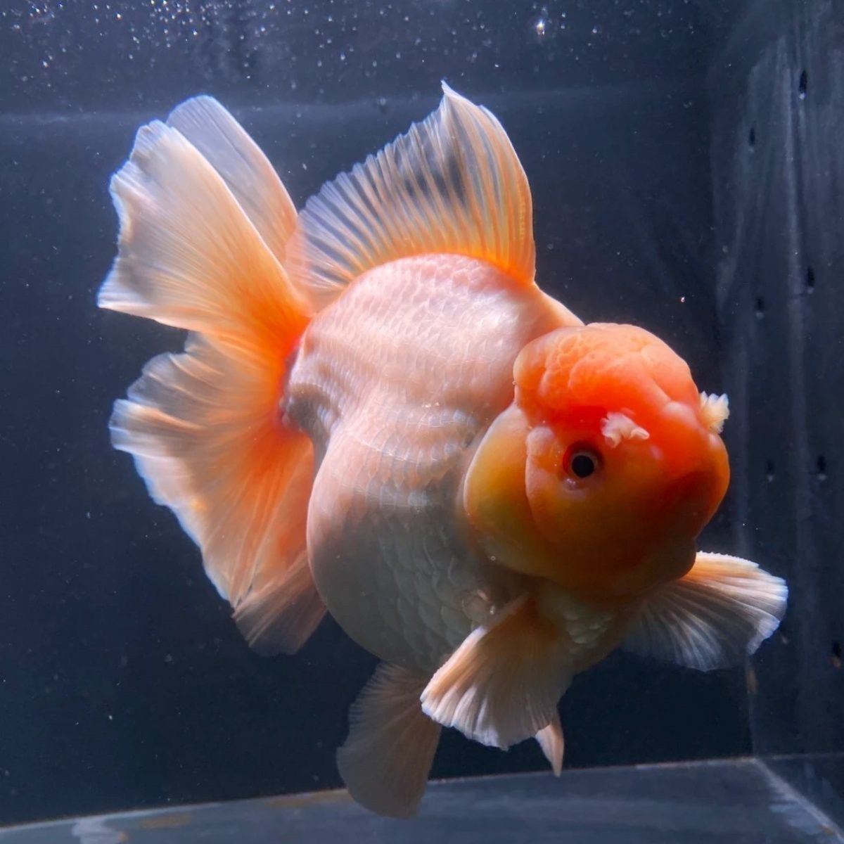 直播选购链接百褶泰狮元宝狮国粹冷水观赏鱼活体好养耐活金鱼