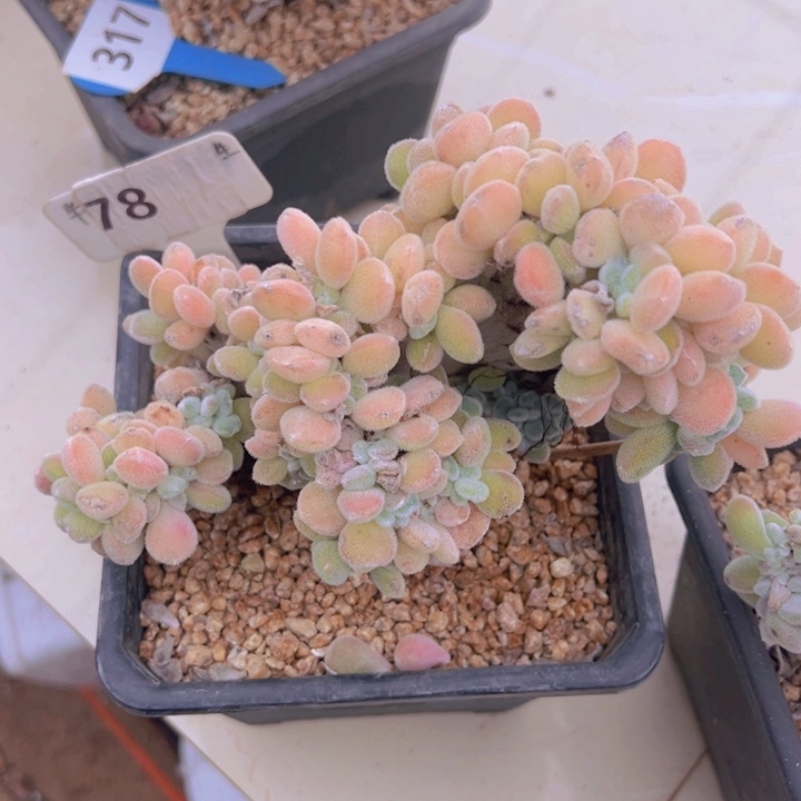 健健康康平平安安