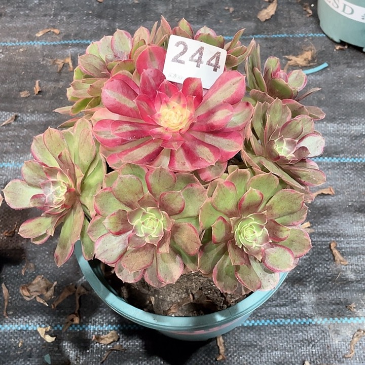 粉花妖244  冠幅23