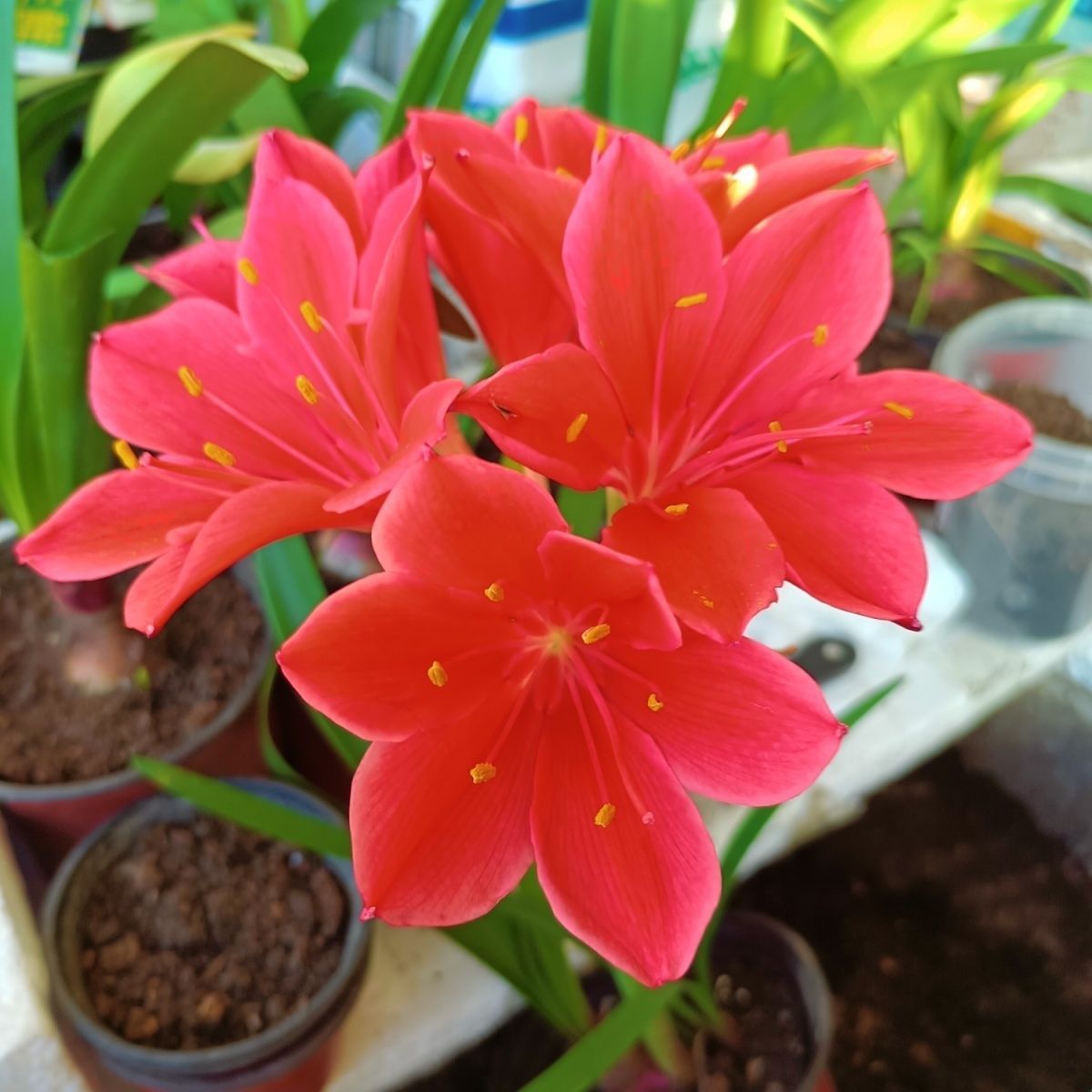 紫根兰种球四季开花室内外好养活盆栽花卉