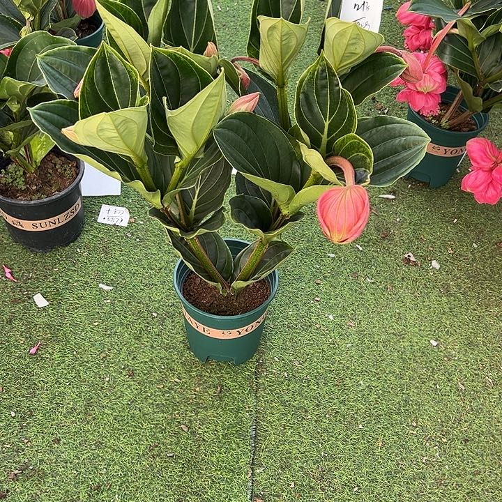 叶****少量花朵（建议范围：2朵-5朵 或40%以下）