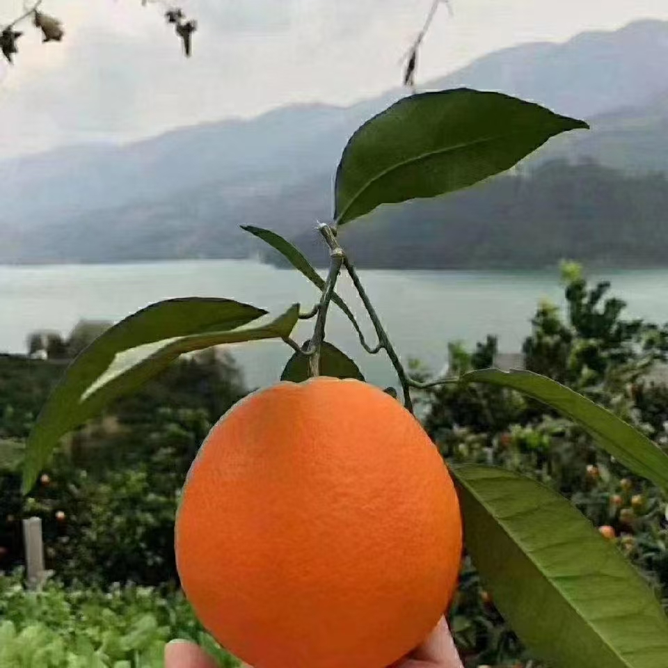 纯正纽荷尔巫山脐橙纯甜无渣 汁水饱满