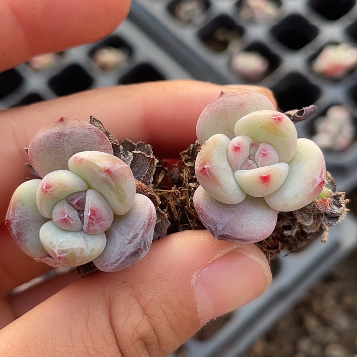小星影发10颗满18包邮