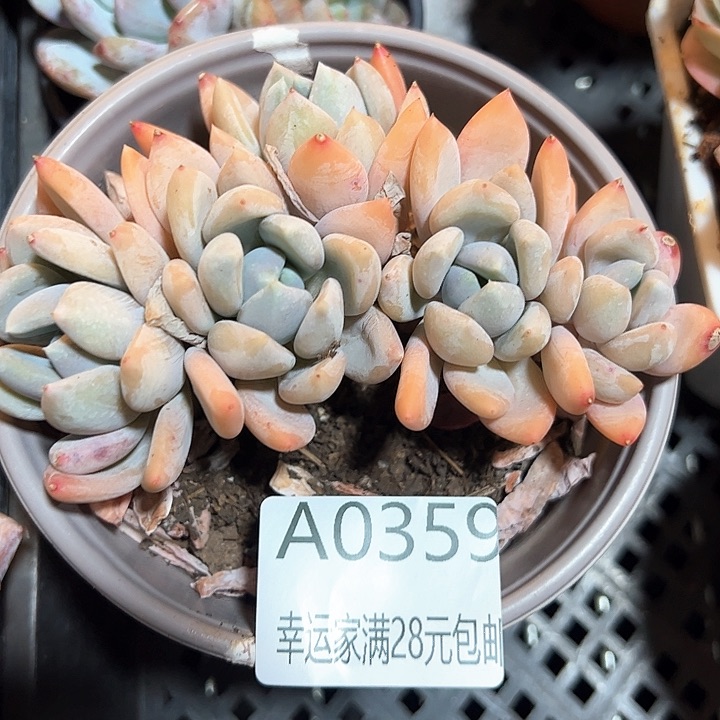 幸运的是我的朋友们