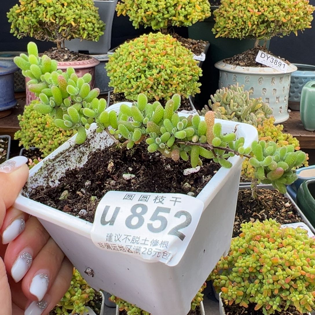 雾***念u852抽象派翡翠冠幅13.5cm