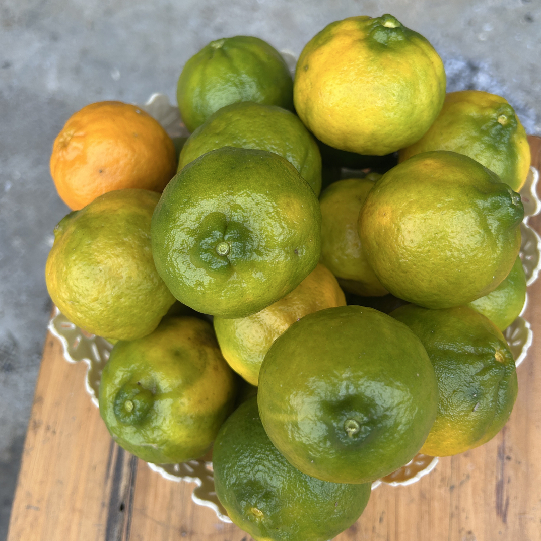 【益芯农品】益芯助农代售竹海本地农家橘子