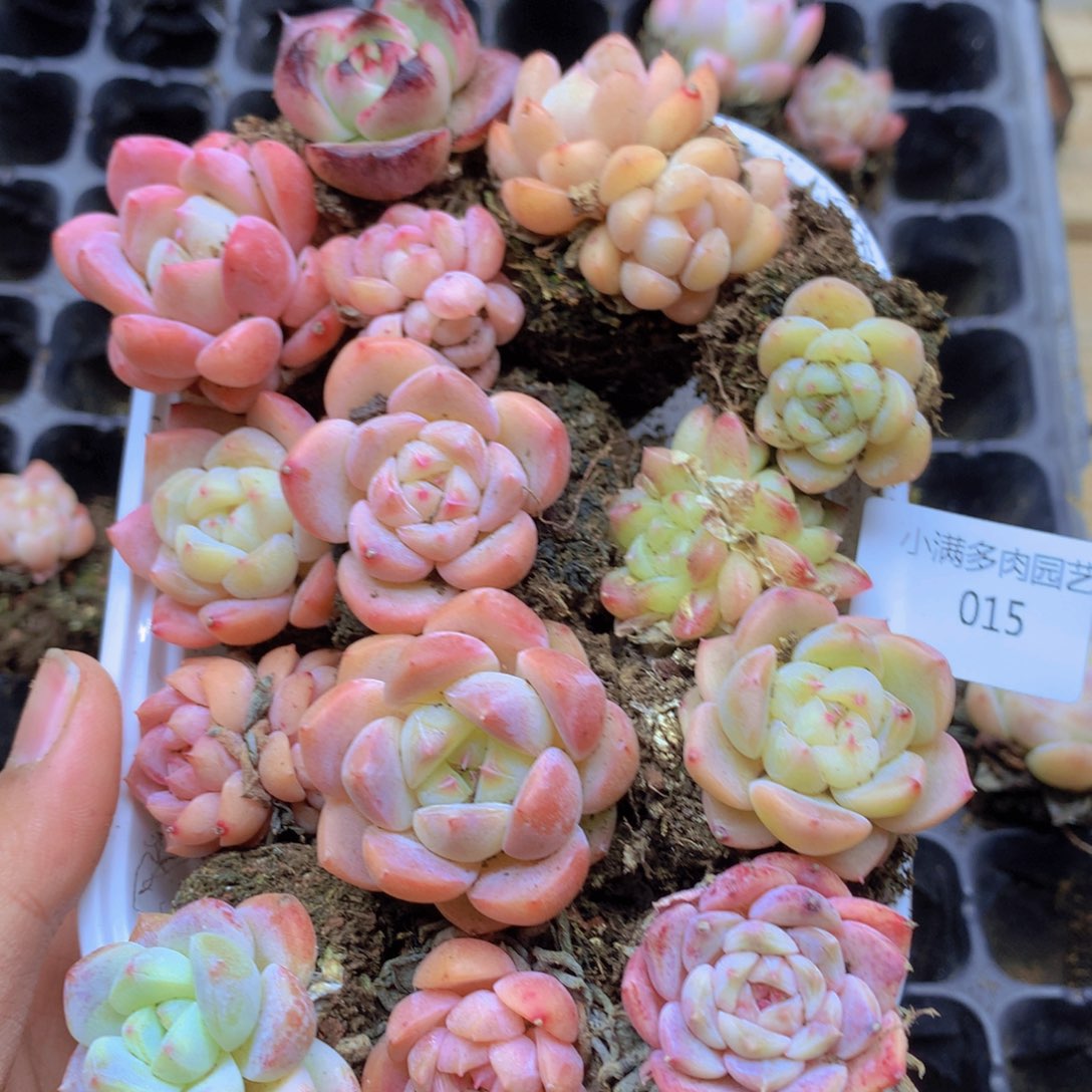 我要去看你的演唱会了015