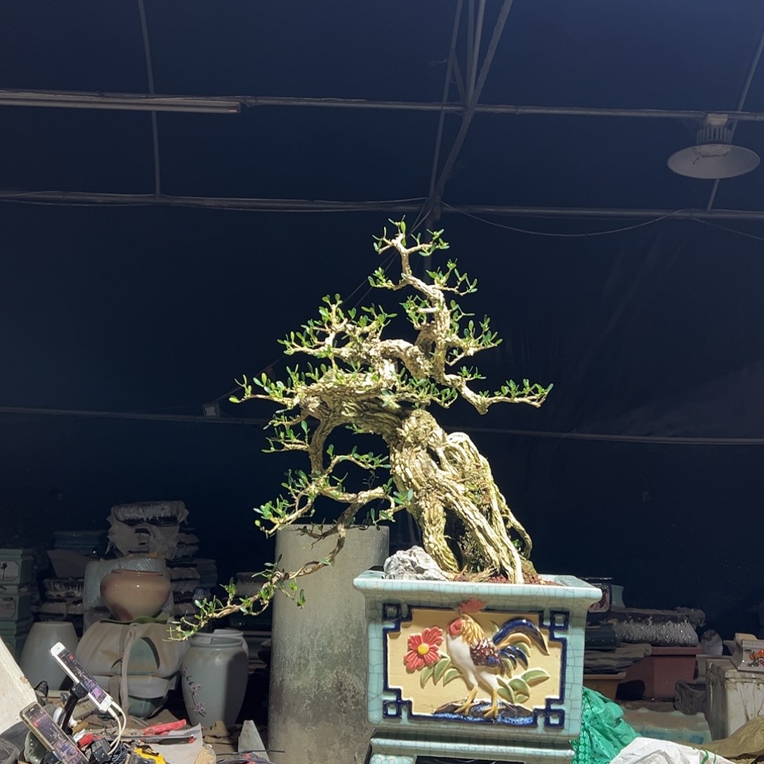 无花朵广东雀舌黄杨盆景