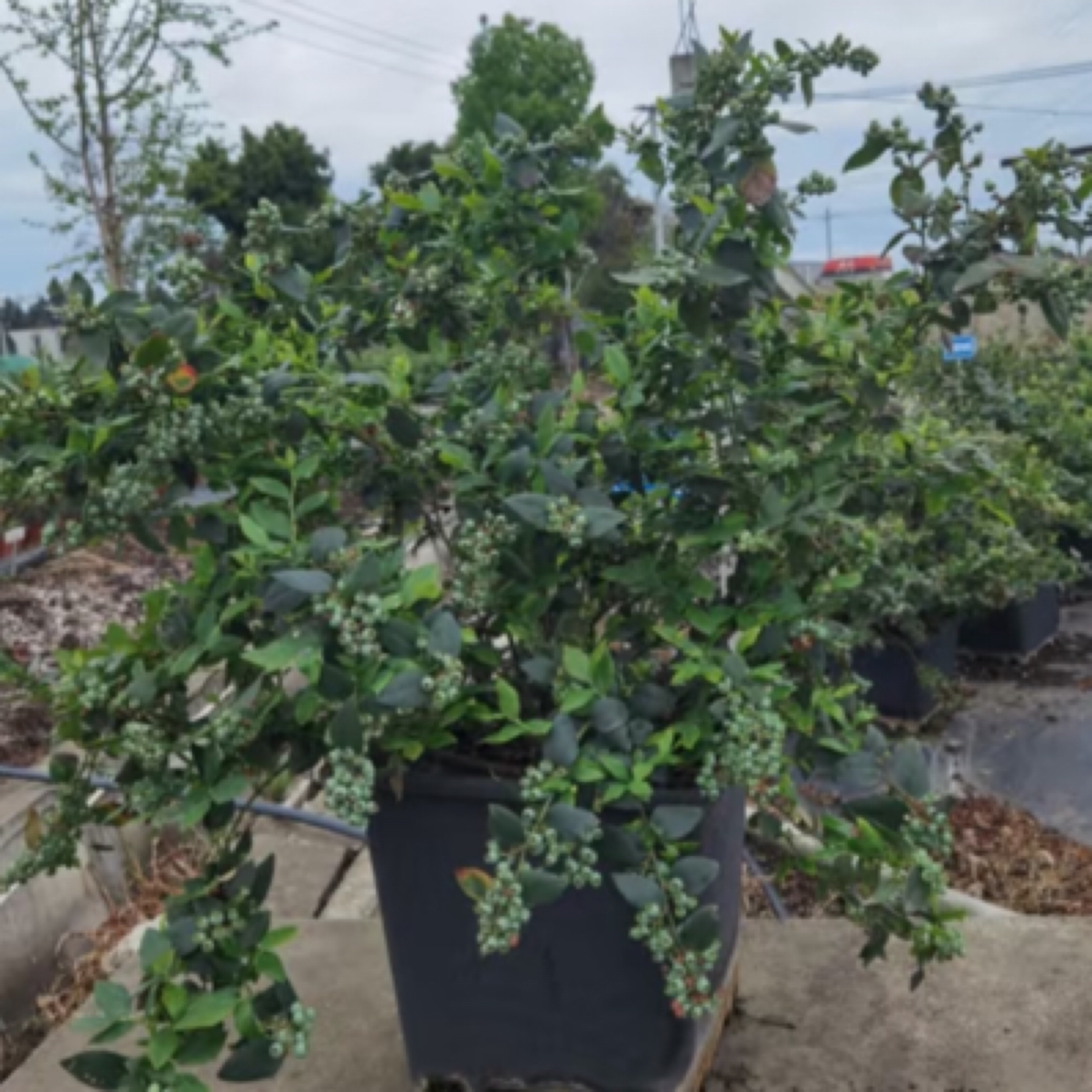 蓝美1号精品大苗特大苗土球发货盆栽阳台庭院