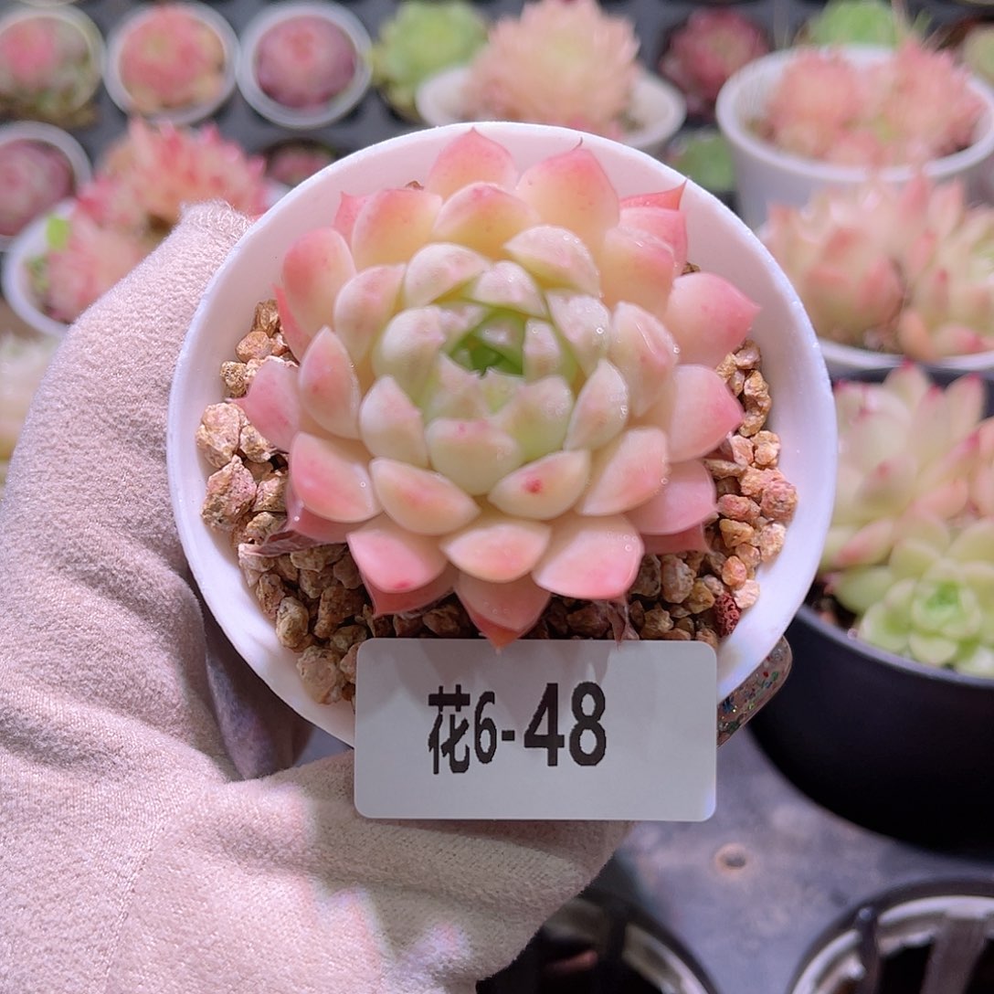 花利美6-48麦秆单头