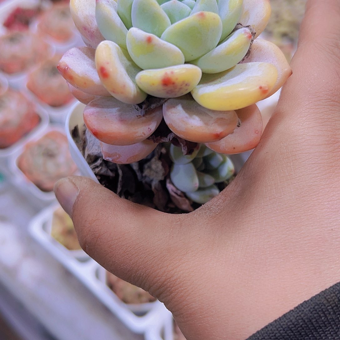 大单头冷香19包邮多肉