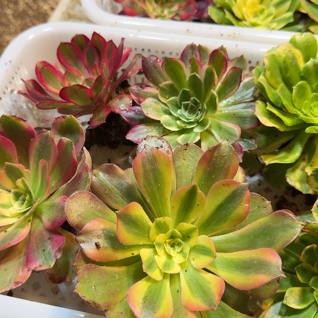 5棵不同品种6-10公分