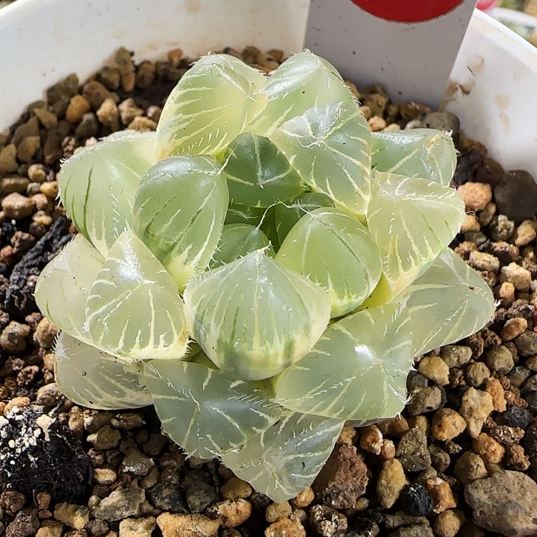 426号糊斑白赤线一物一拍带盆土