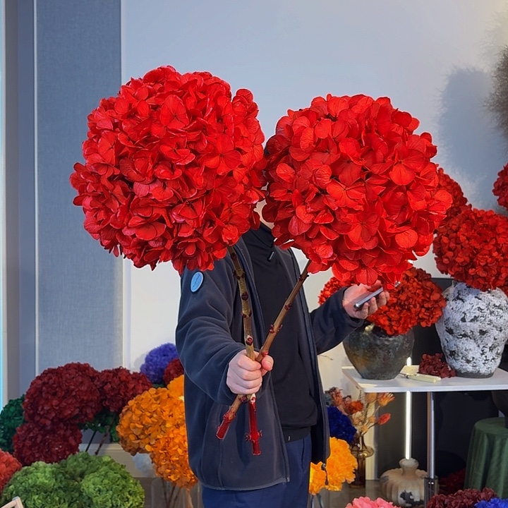 吸色永生大叶绣球2枝 红