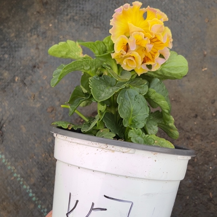 大部分花苞少量开放K57