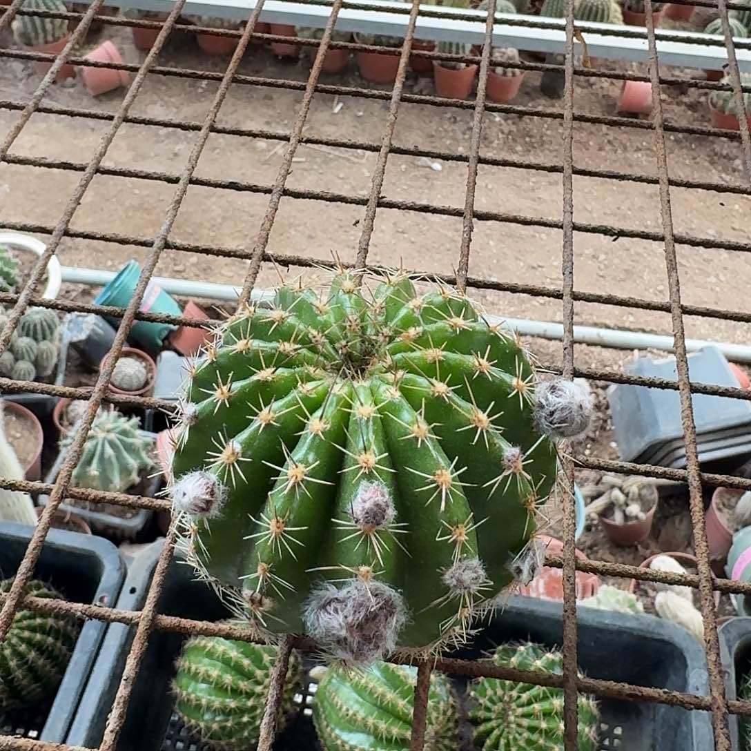 彩草，虞美人仙人球侧芽，一颗！