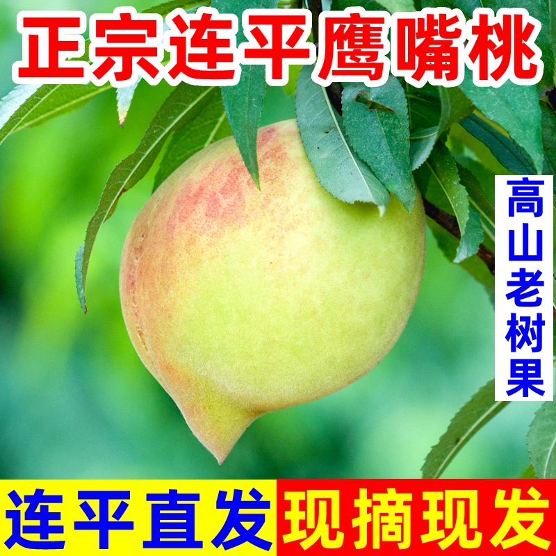 【现摘现发】正宗广东连平鹰嘴桃高山老树水蜜油毛桃子当季新鲜水果