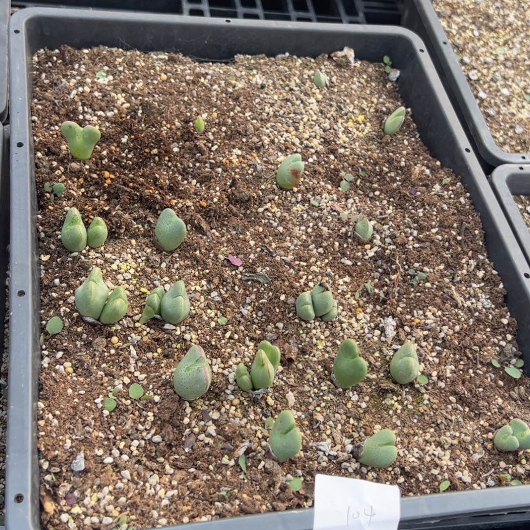 11.22福利多肉一筐104