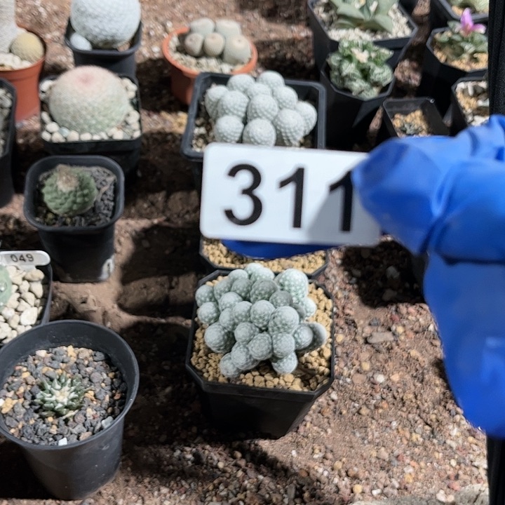 没****鱼三盆1111111111