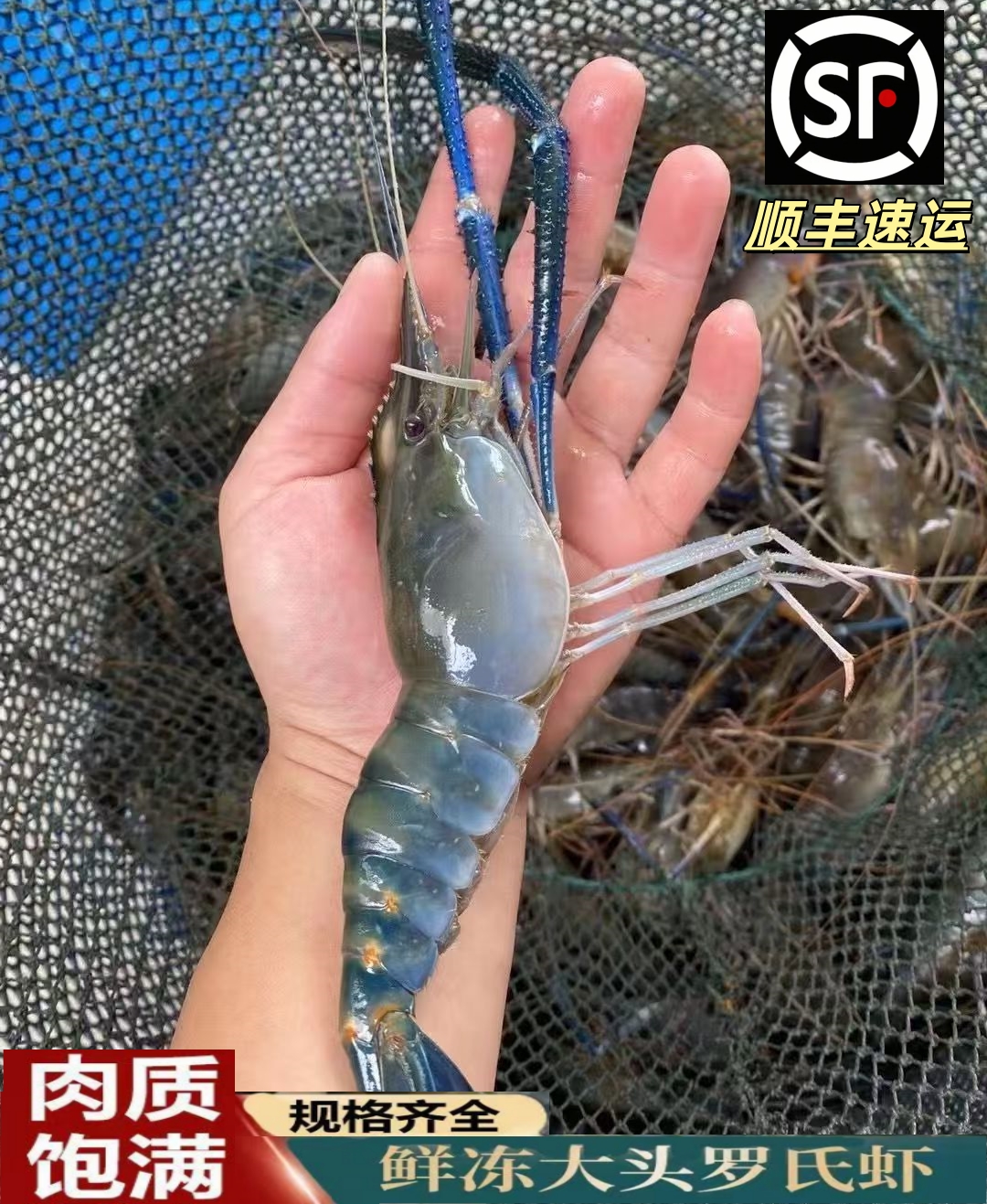 16-20只/斤到手3斤罗氏虾鲜活速冻肉质鲜顺丰冷链海鲜水产