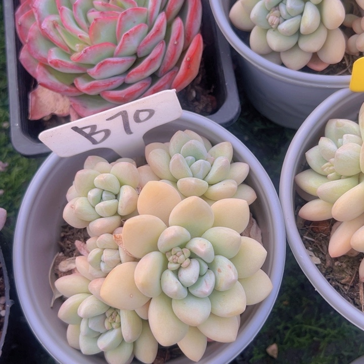 健健康康平平安安