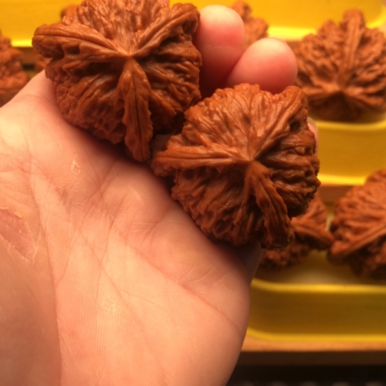 大***硕核桃核桃核桃核桃