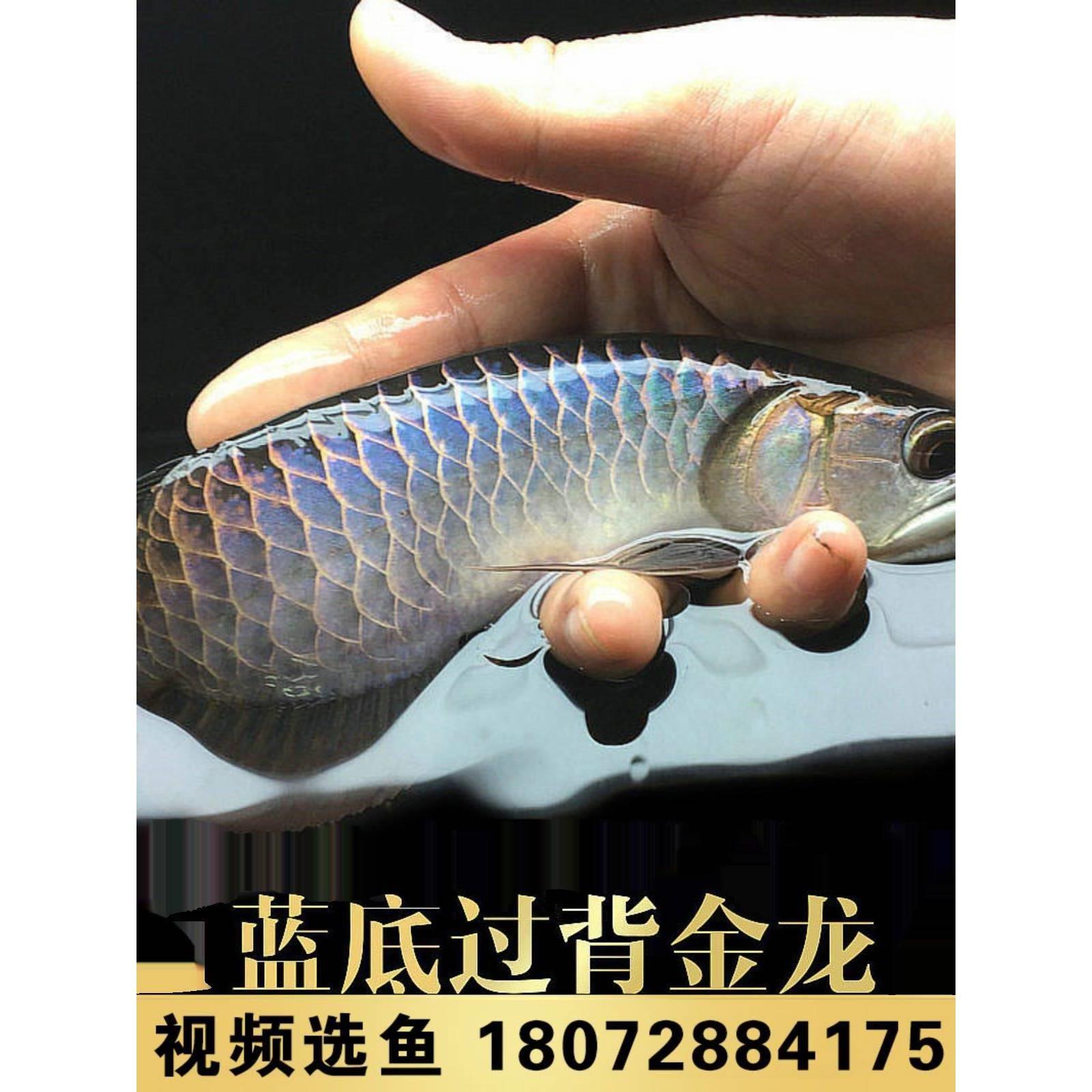 古典蓝底过背高背金龙鱼活鱼练手龙鱼活体小龙鱼苗宝石龙鱼热带鱼