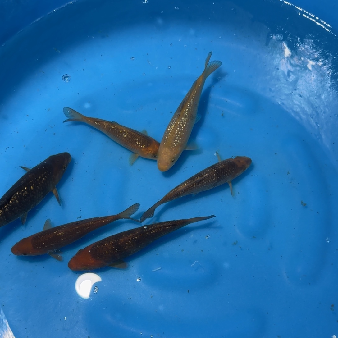 易***模海水鱼大日银鳞黄猿