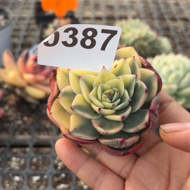 斗牛士多肉植物满18包邮当场凑单