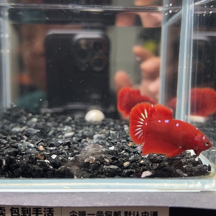 斗鱼跑单拉黑30日23