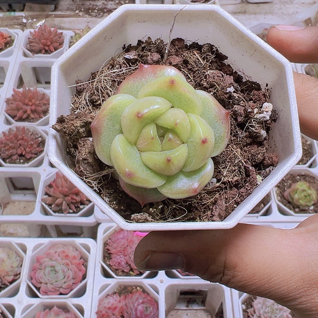 灯泡珍妮19包邮多肉植物