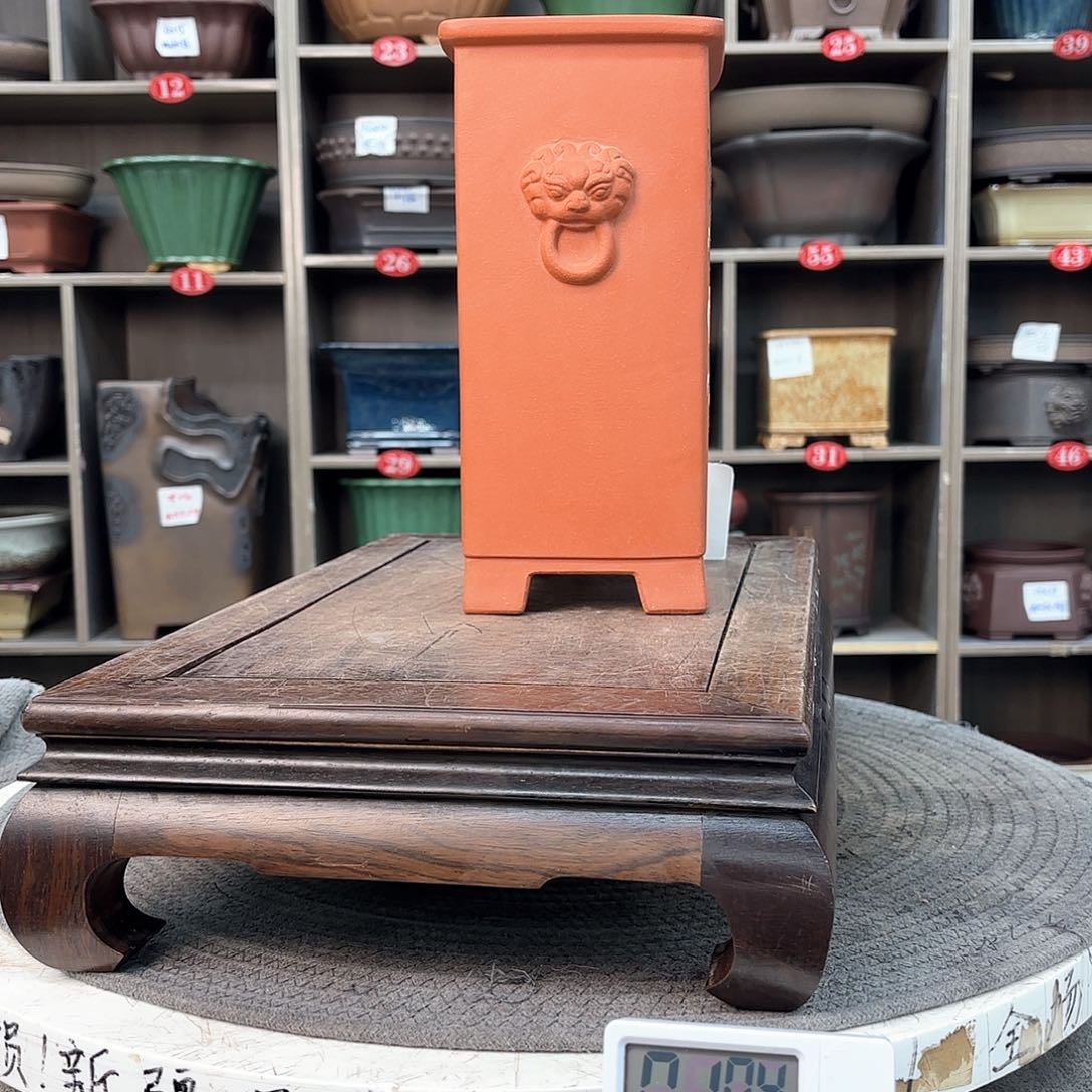 紫砂花盆小*！紫砂花是最