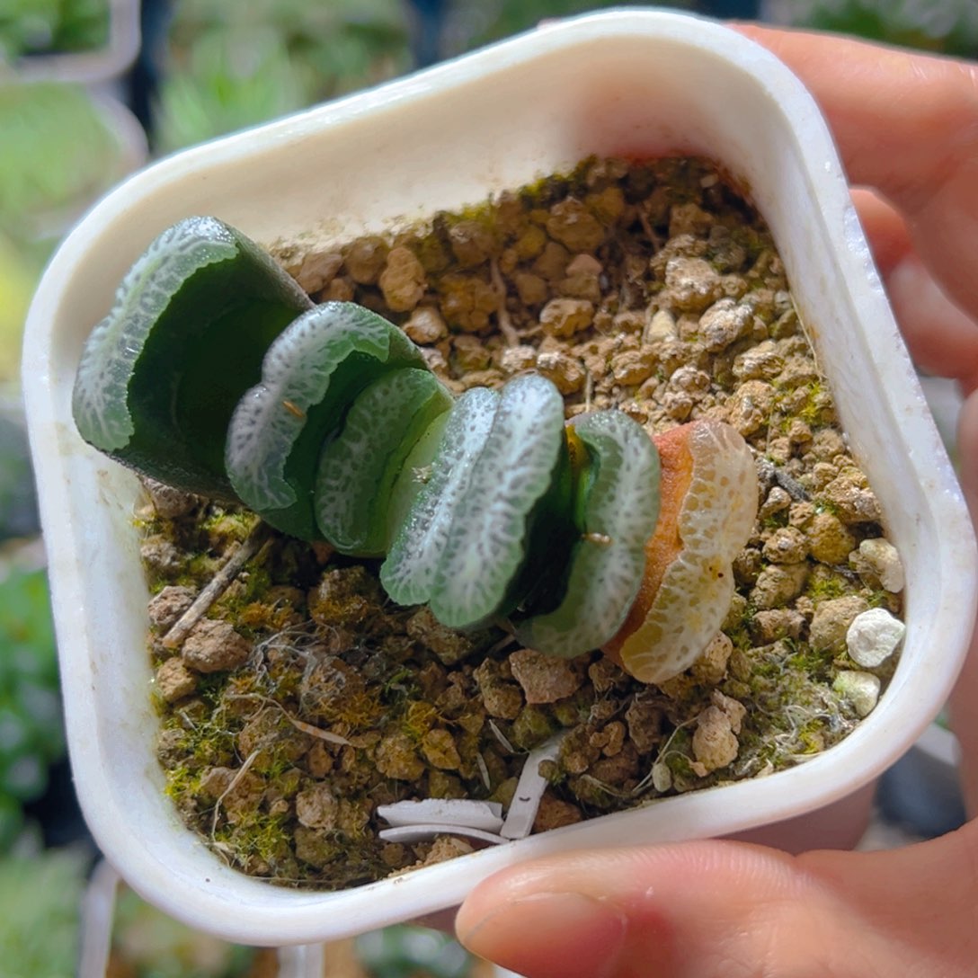 美纹玉扇多肉多肉1