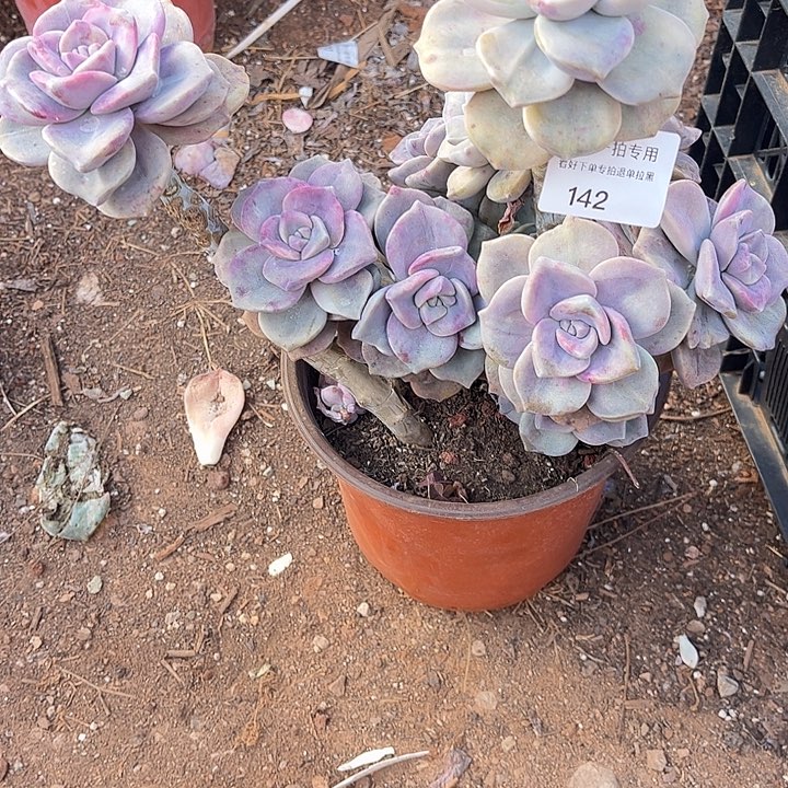 雨***荷紫乐石化锦，一物一拍