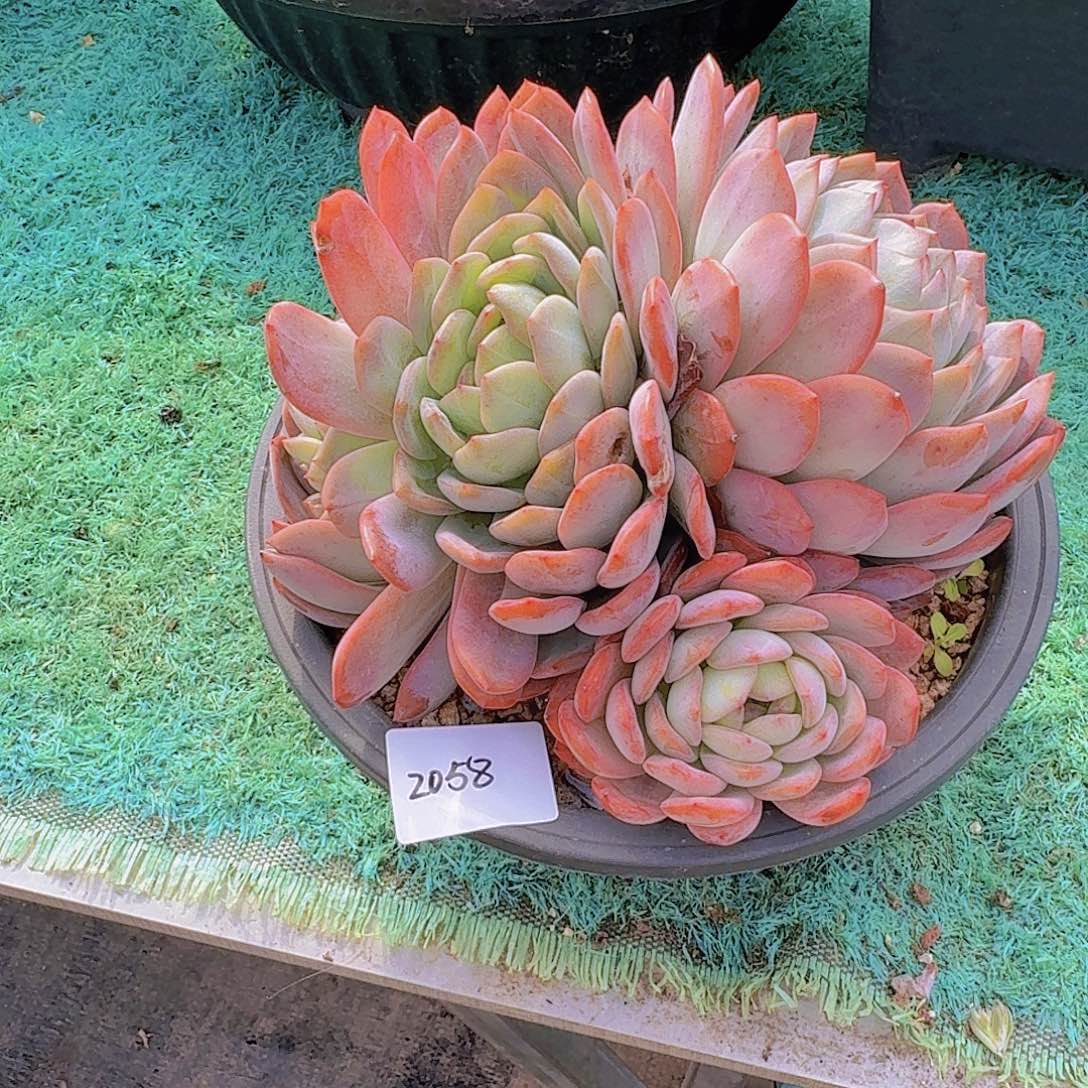 2058全明星多肉植物