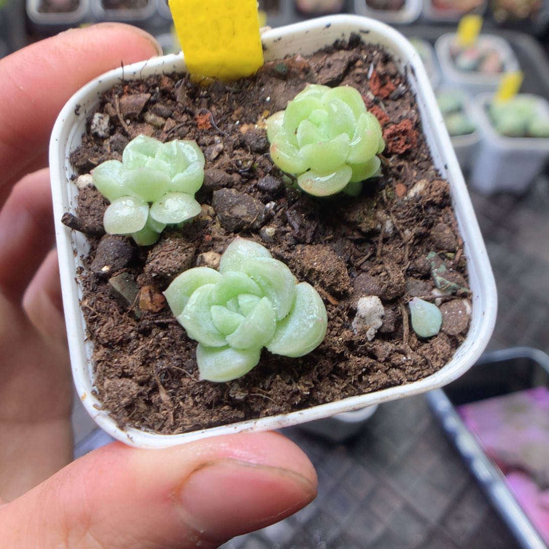 无花朵现金3颗yyyyy