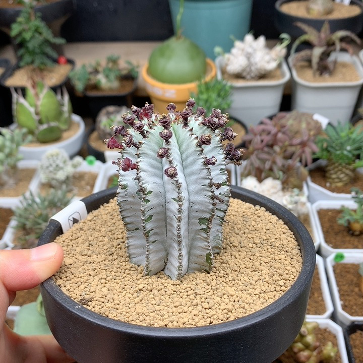 落雪白衣魁伟玉带盆