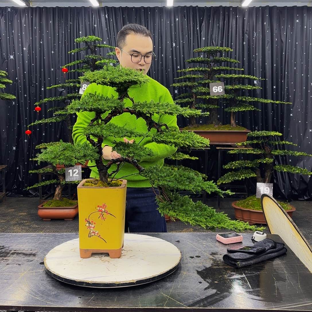 龙爪松高端造型盆景