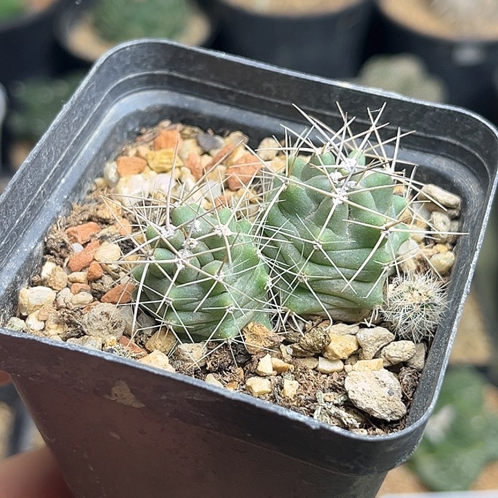 篝火虾一颗一物一拍