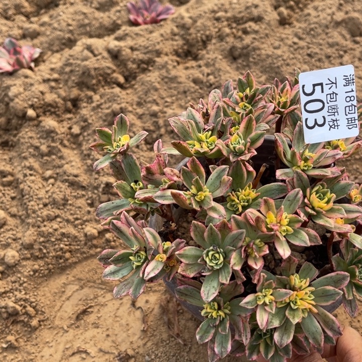 503甜茶朵朵小手捧2