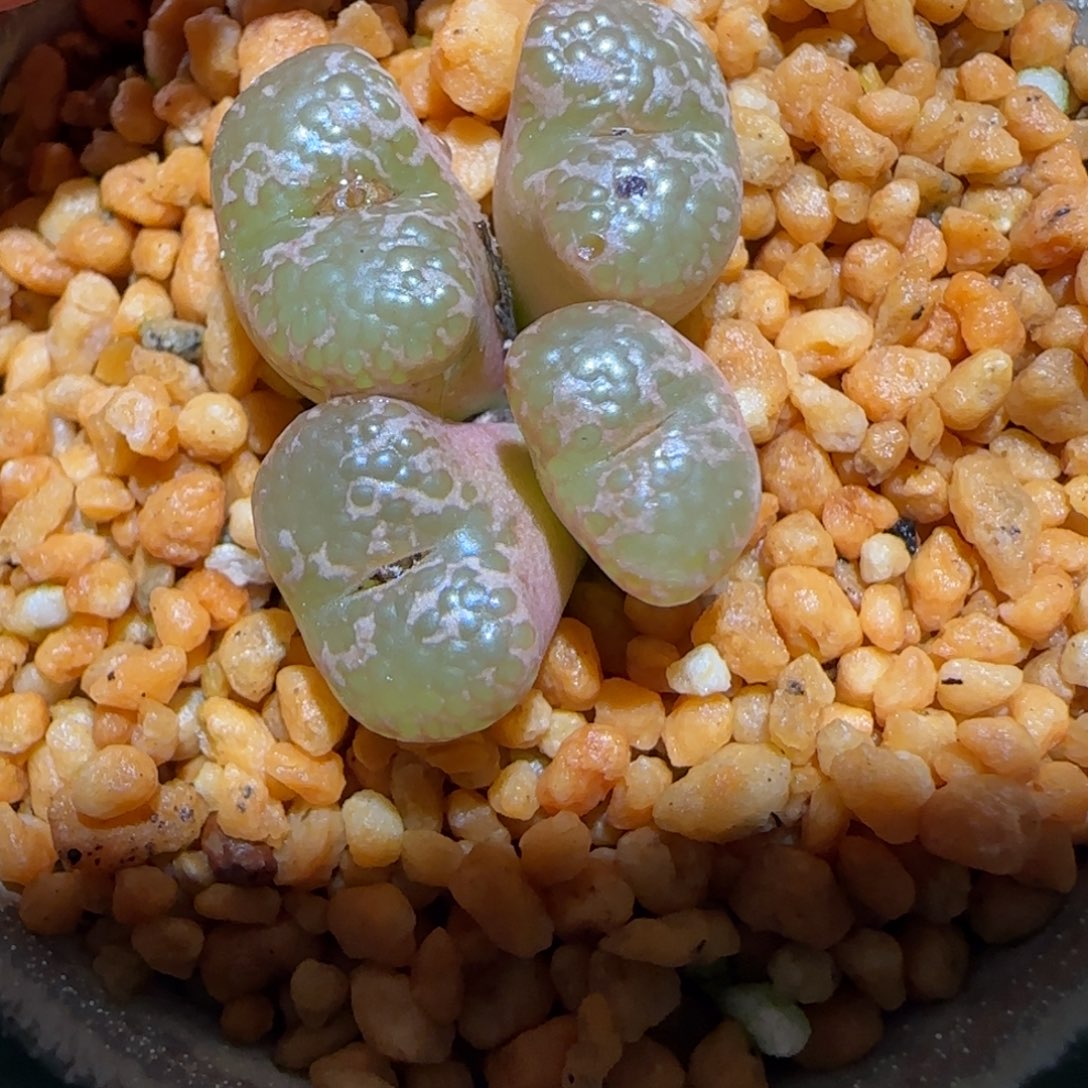 肉锥多肉植物百科-泡泡勋不带盆1355