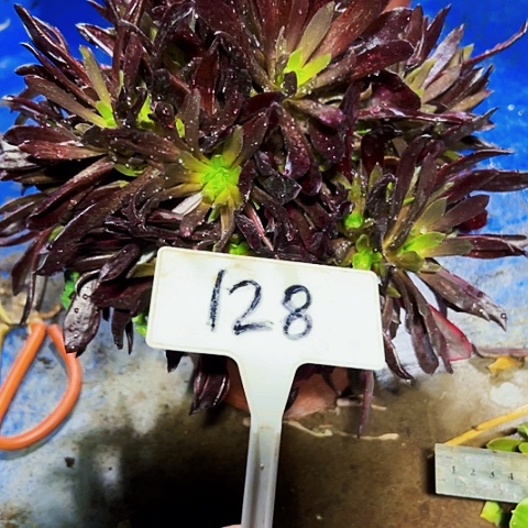 多肉植物赤霞飞法师