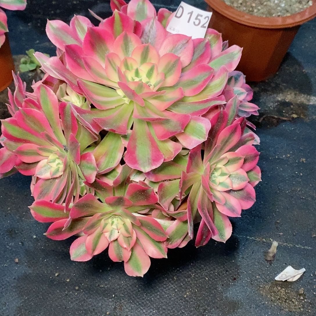 粉女巫152多肉11111