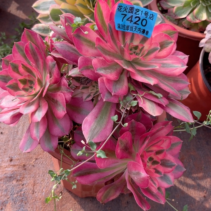 女巫7420多肉植物