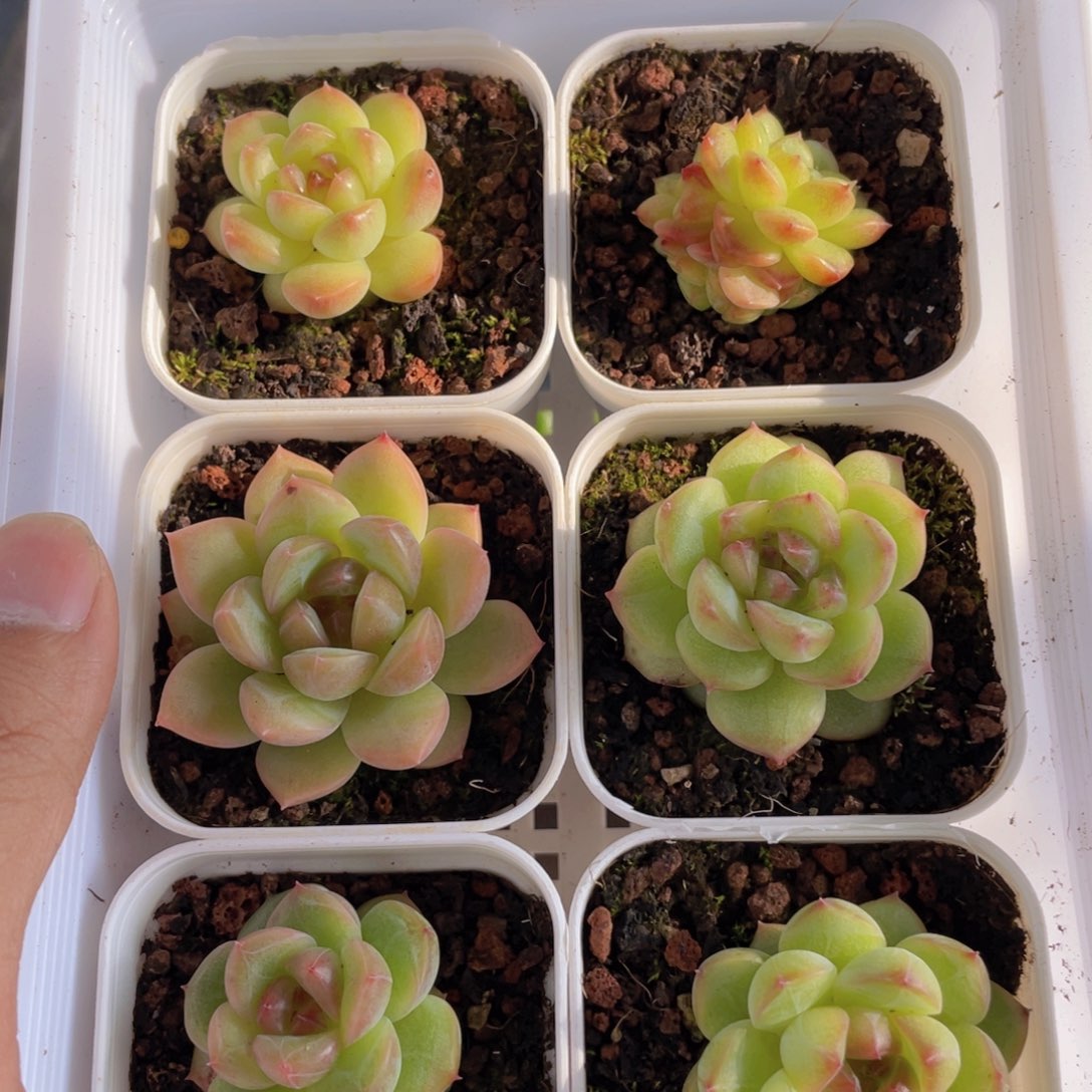 糕大上多肉植物634