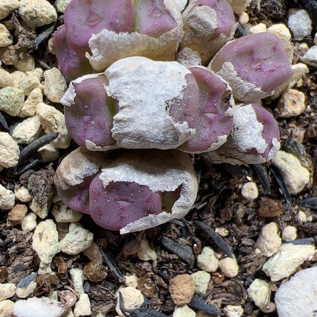 【闪购商品】364 方碗