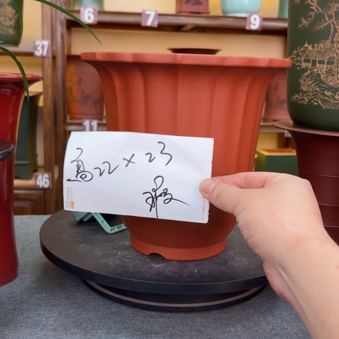 紫砂花盆兰花755555855585585