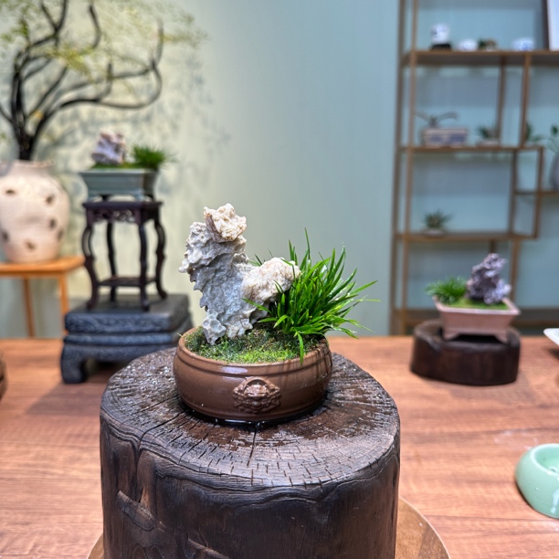 【紫砂盆菖蒲】附石桌面禅意茶桌小微盆景室内好养易活绿植花卉