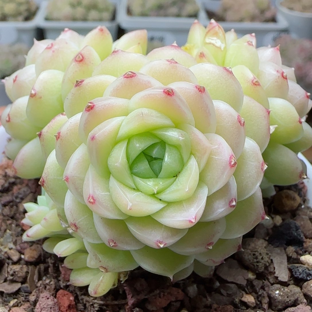【闪购商品】0308-133包子麦杆